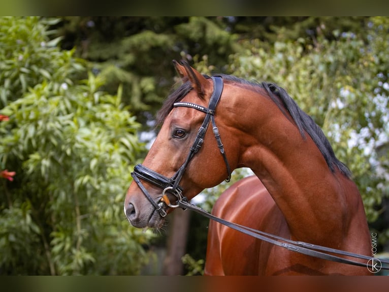 KWPN Stallion 10 years 16,2 hh Brown in Marly-sous-Issy