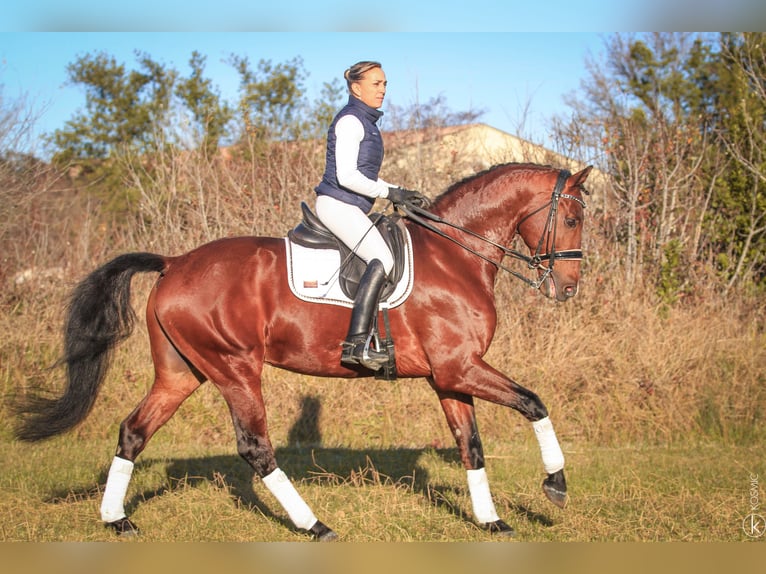 KWPN Stallion 10 years 16,2 hh Brown in Marly-sous-Issy