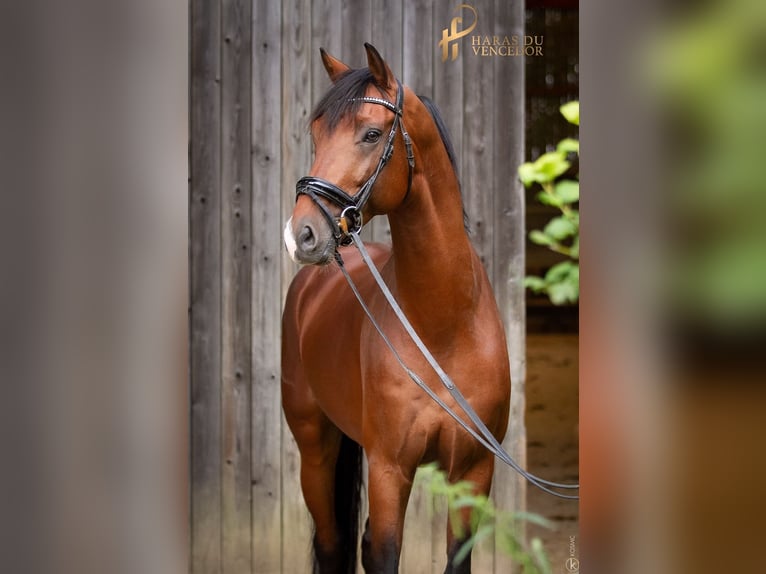 KWPN Stallion 10 years 16,2 hh Brown in Marly-sous-Issy