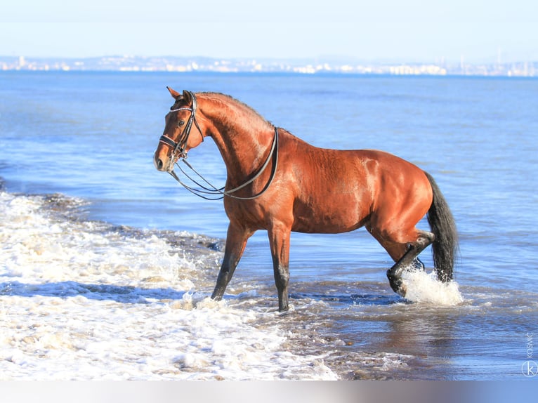 KWPN Stallion 10 years 16,2 hh Brown in Marly-sous-Issy