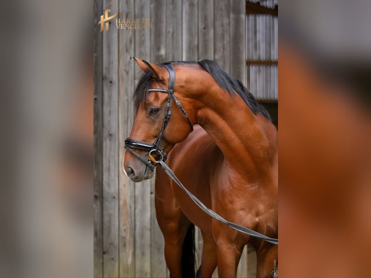 KWPN Stallion 10 years 16,2 hh Brown in Marly-sous-Issy
