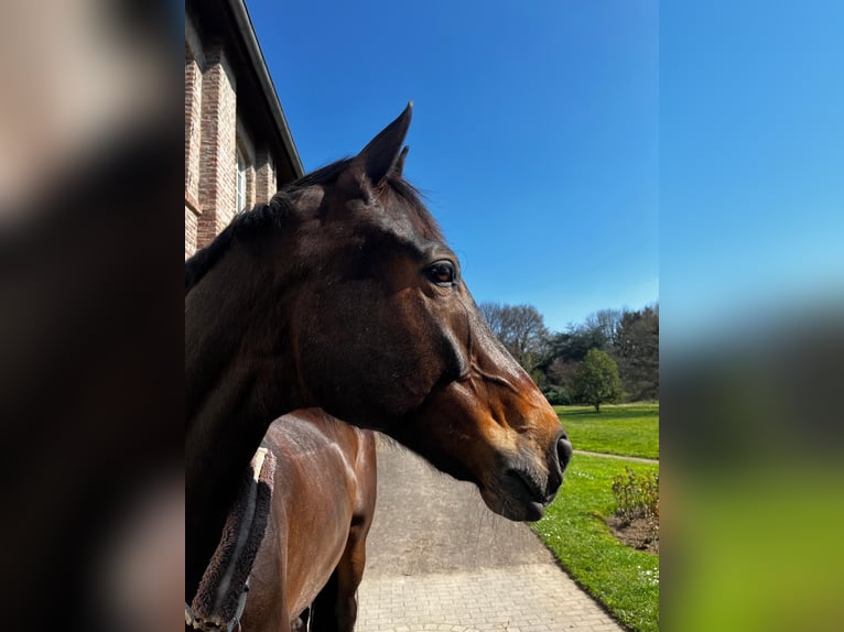 KWPN Stallion 10 years 17 hh Bay-Dark in OverathOverath