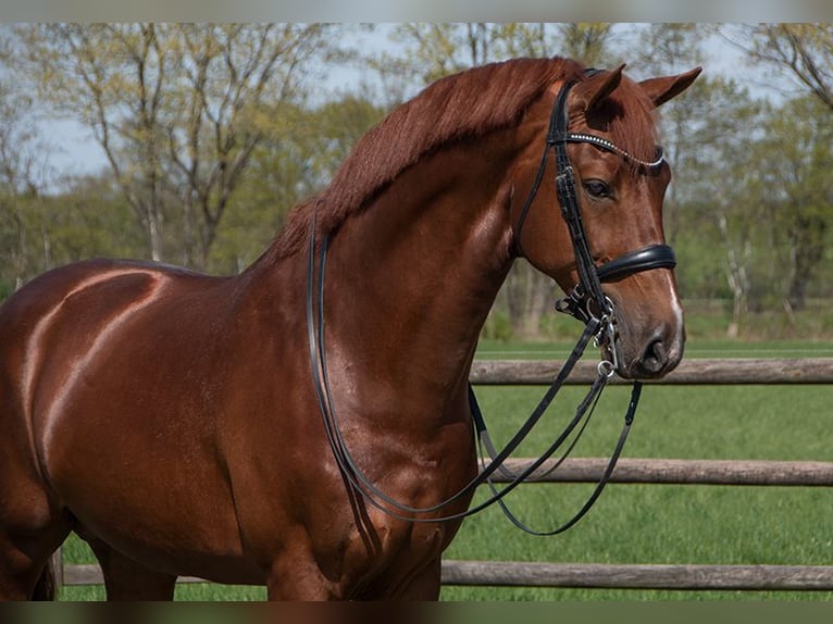 KWPN Stallion 10 years 17 hh Chestnut-Red in Pilisjászfalu