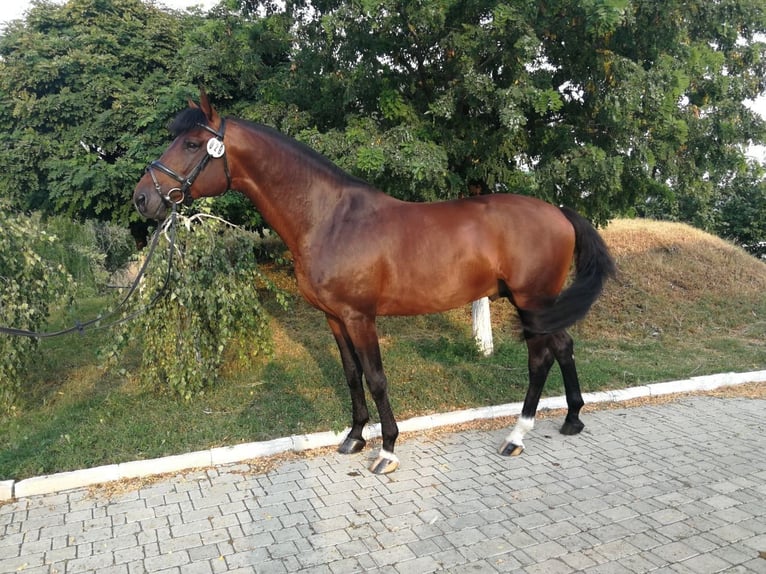 KWPN Stallion 11 years 16 hh Brown in Balti, Moldova