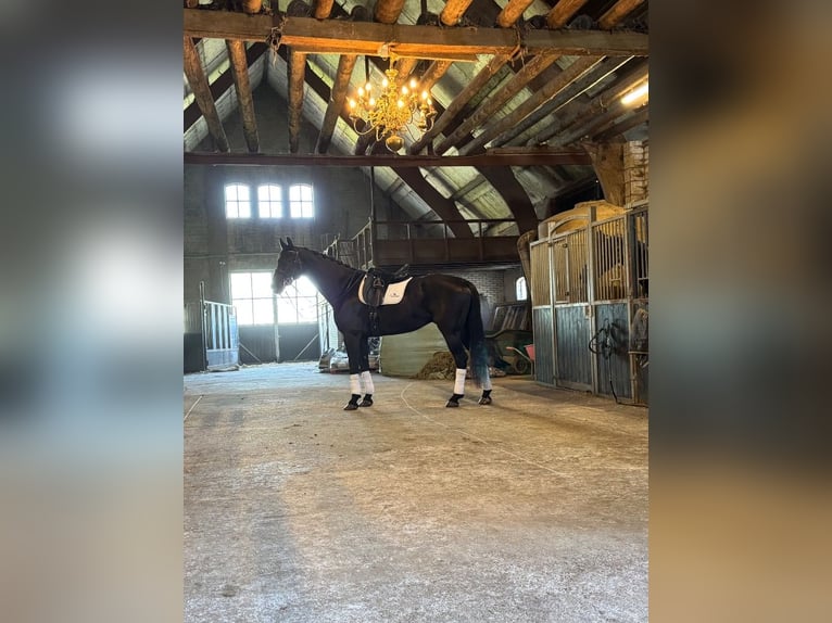 KWPN Stallion 11 years 17,1 hh Bay-Dark in Sint Philipsland