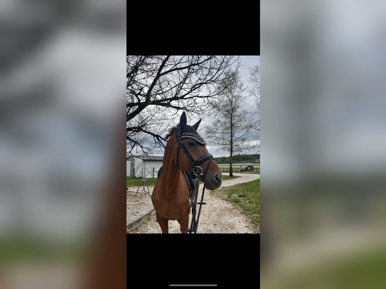 KWPN Stallion 12 years 16.1 hh Chestnut in Ljubljana - dostava