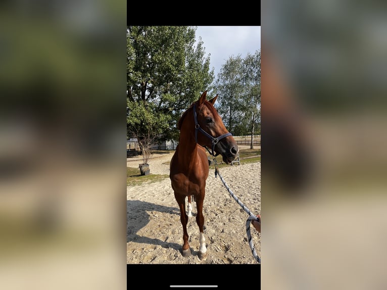 KWPN Stallion 12 years 16.1 hh Chestnut in Ljubljana - dostava