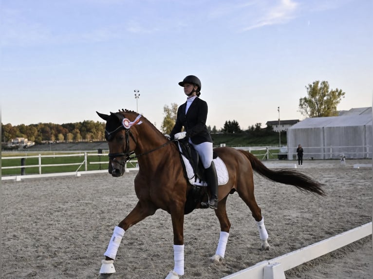 KWPN Stallion 12 years 16.1 hh Chestnut in Ljubljana - dostava