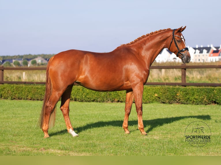 KWPN Stallion 12 years 16,3 hh Chestnut-Red in Winschoten