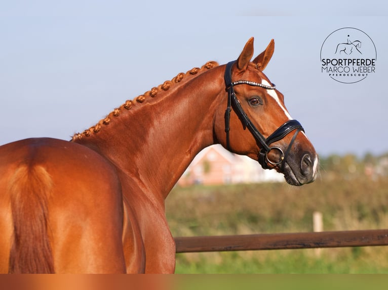 KWPN Stallion 12 years 16,3 hh Chestnut-Red in Winschoten