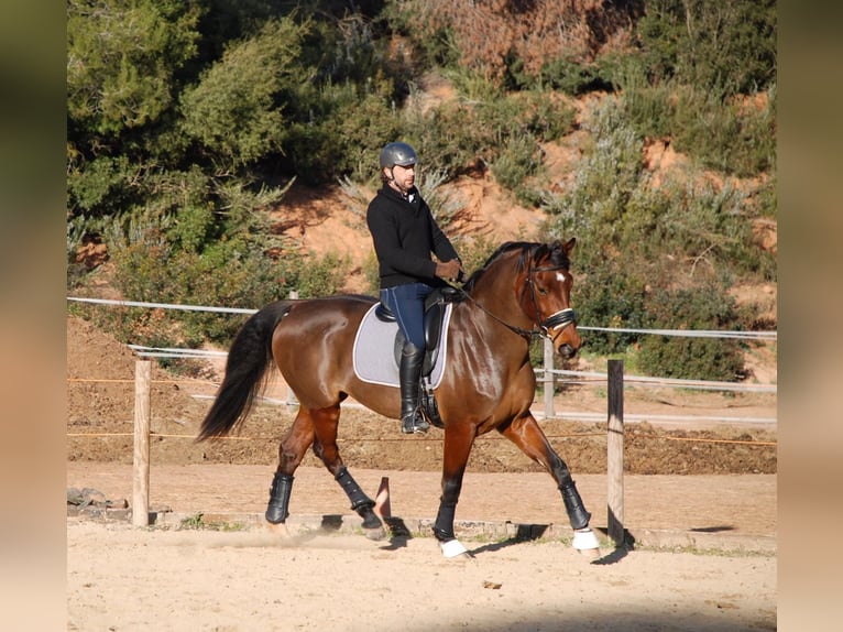 KWPN Stallion 13 years 16.3 hh Bay in Jorba