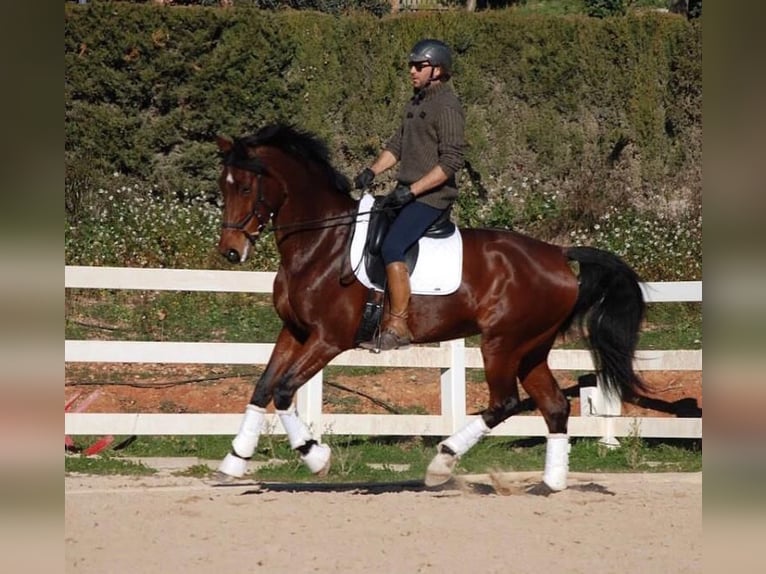 KWPN Stallion 13 years 16.3 hh Bay in Jorba