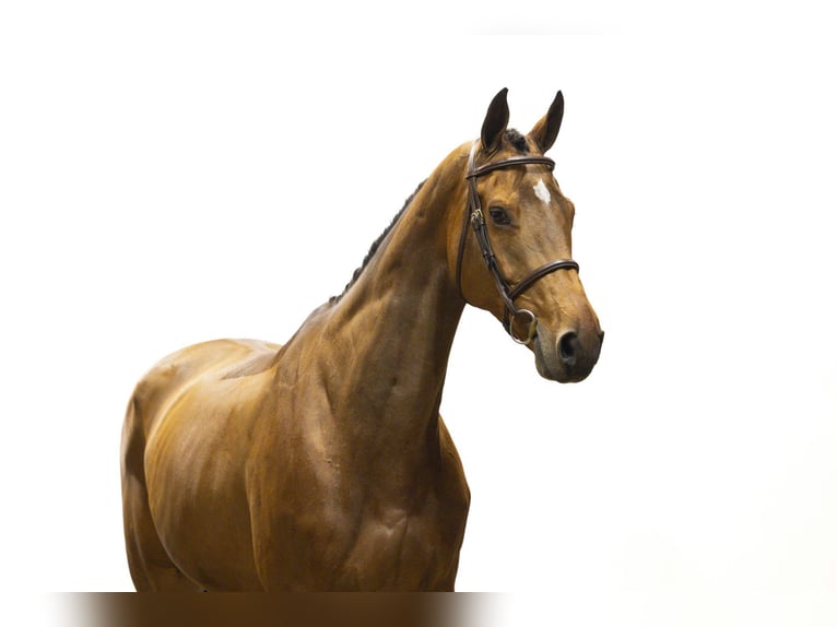 KWPN Stallion 14 years 17 hh Bay-Dark in Waddinxveen