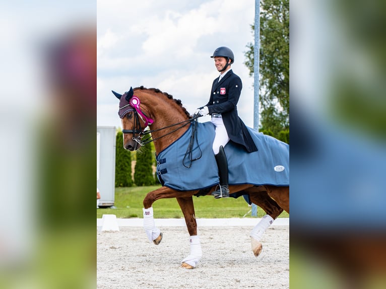 KWPN Stallion 14 years 17 hh Chestnut-Red in Radzionk&#xF3;w