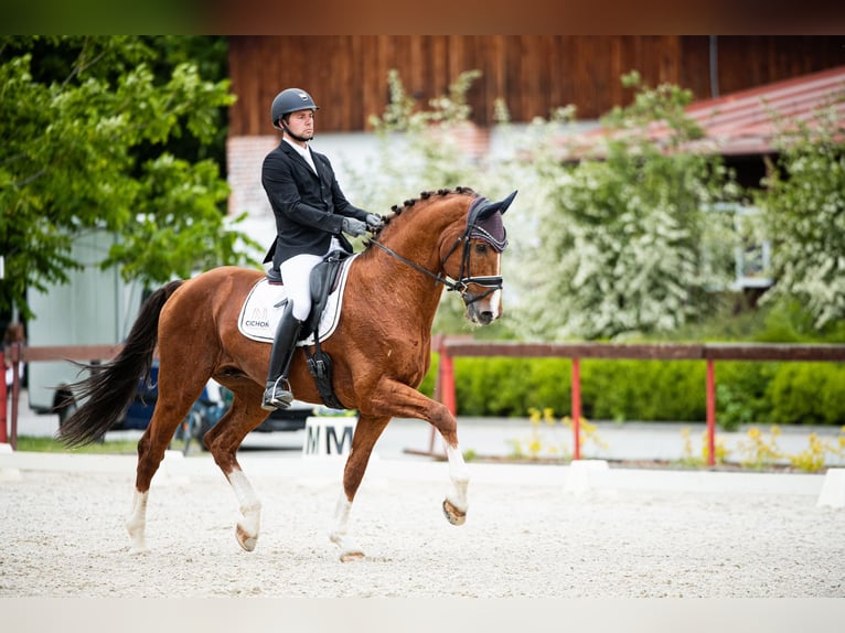 KWPN Stallion 14 years 17 hh Chestnut-Red in Radzionk&#xF3;w