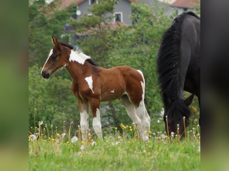 KWPN Stallion 15 years 16 hh Pinto in Sassen-Trantow