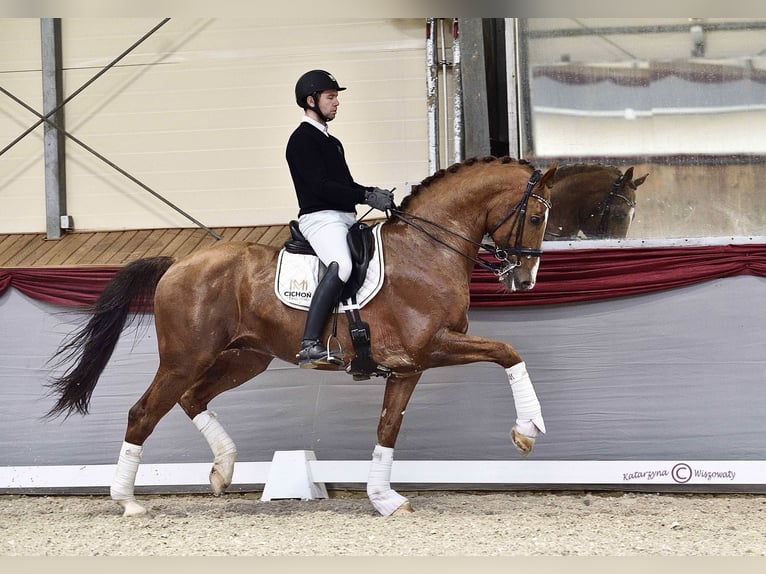 KWPN Stallion 15 years 17 hh Chestnut-Red in Radzionków