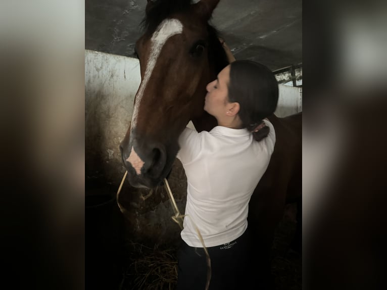 KWPN Stallion 15 years  in 81100