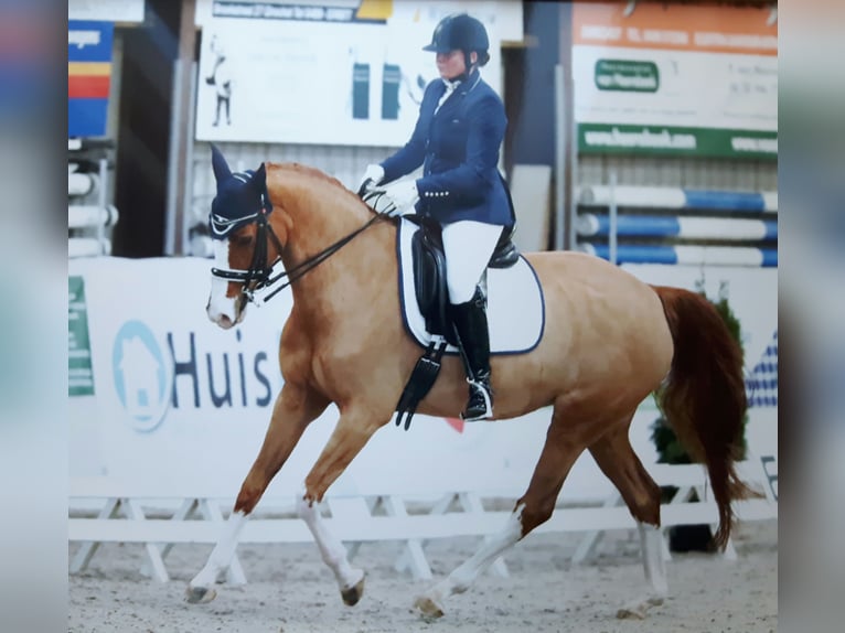 KWPN Stallion 16 years 15,3 hh Chestnut-Red in Sint-Oedenrode