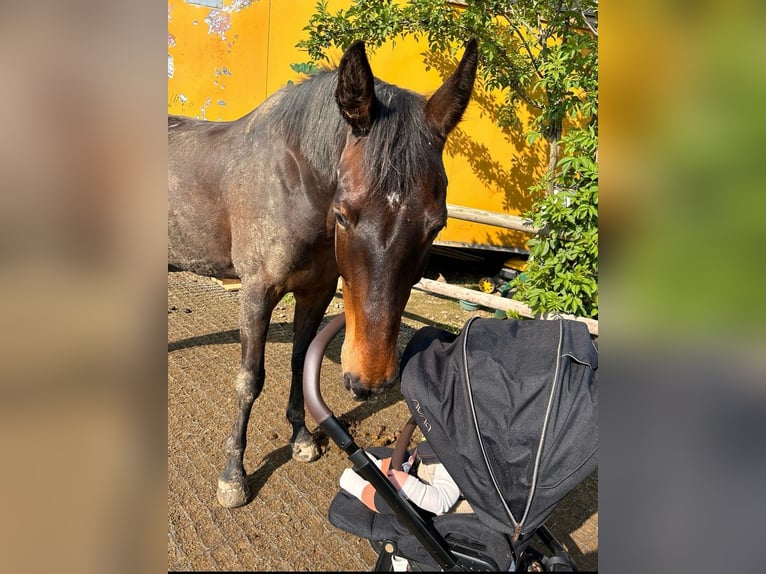 KWPN Stallion 16 years 16,1 hh Bay-Dark in Bad Münstereifel