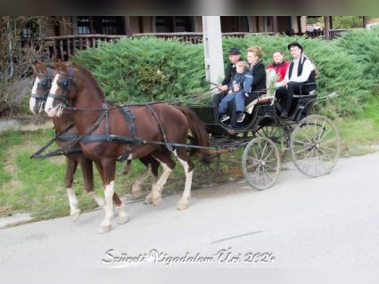 KWPN Stallion 16 years 16,1 hh Brown-Light in T&#xE1;pi&#xF3;s&#xE1;g