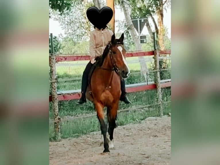 KWPN Stallion 17 years 15,3 hh Brown in Papenburg