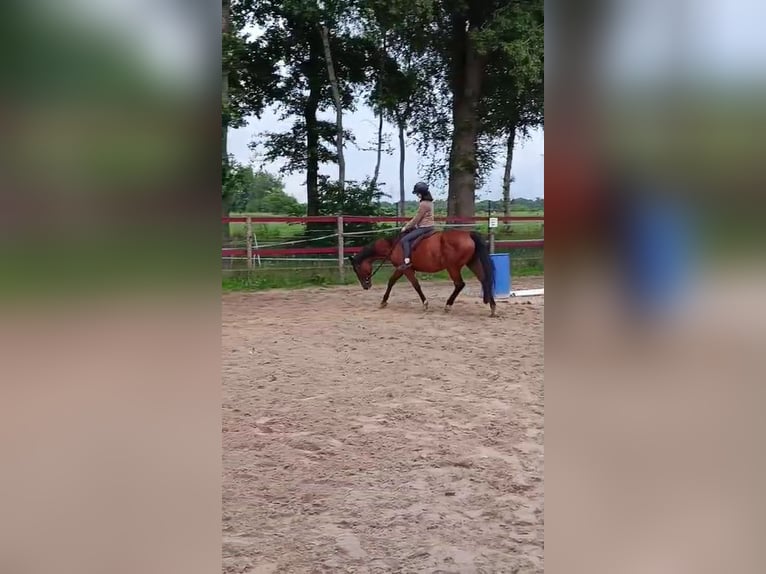 KWPN Stallion 17 years 15,3 hh Brown in Papenburg