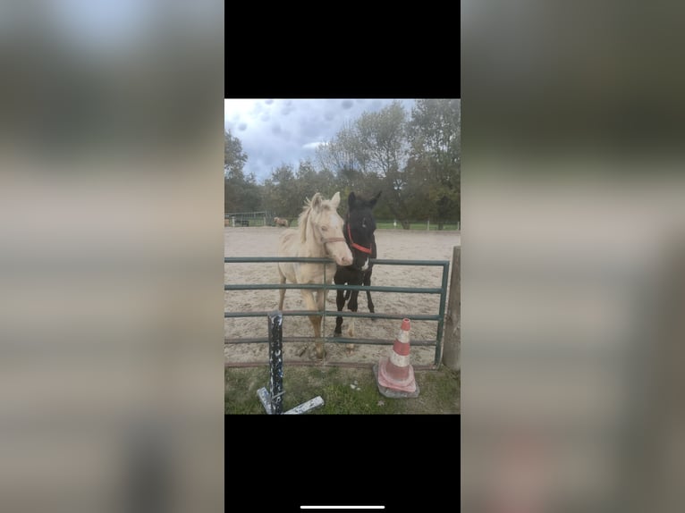 KWPN Stallion 1 year 12,2 hh Smoky-Black in Issum