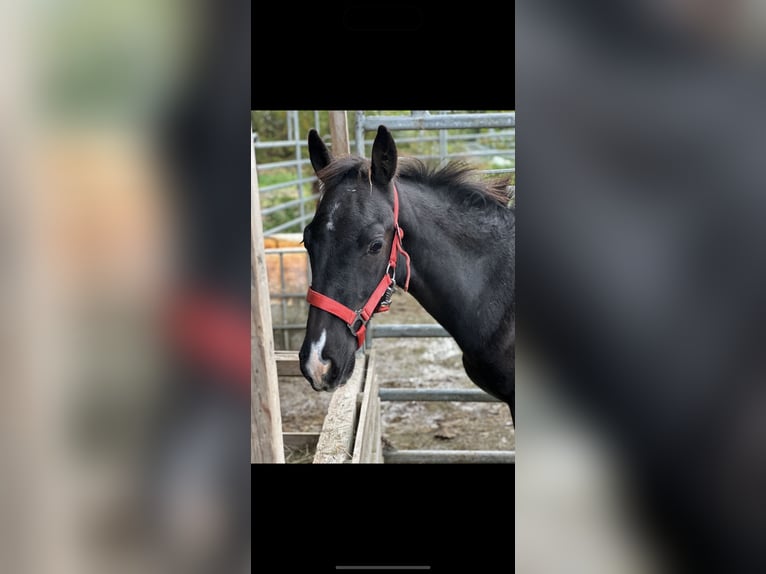 KWPN Stallion 1 year 12,2 hh Smoky-Black in Issum