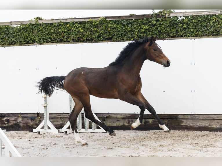 KWPN Stallion 1 year 14.1 hh Bay-Dark in Waddinxveen