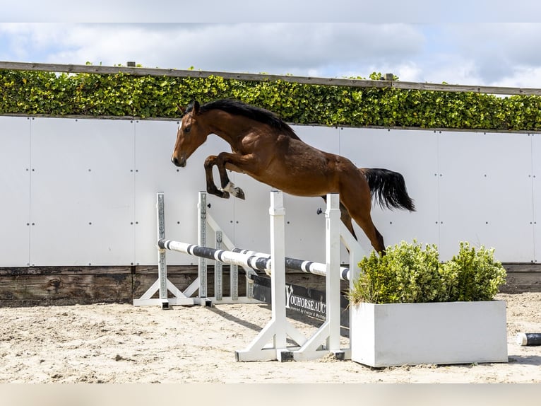 KWPN Stallion 1 year 14.2 hh Brown in Waddinxveen