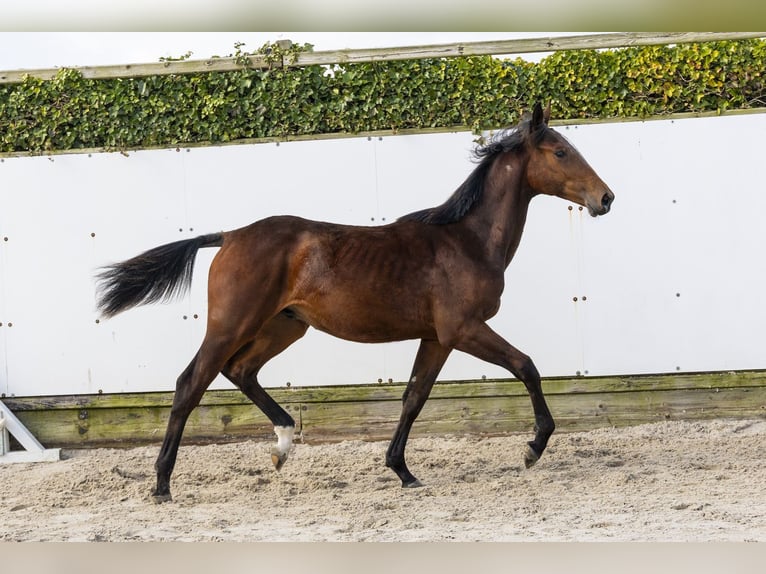 KWPN Stallion 1 year 15.1 hh Brown in Waddinxveen