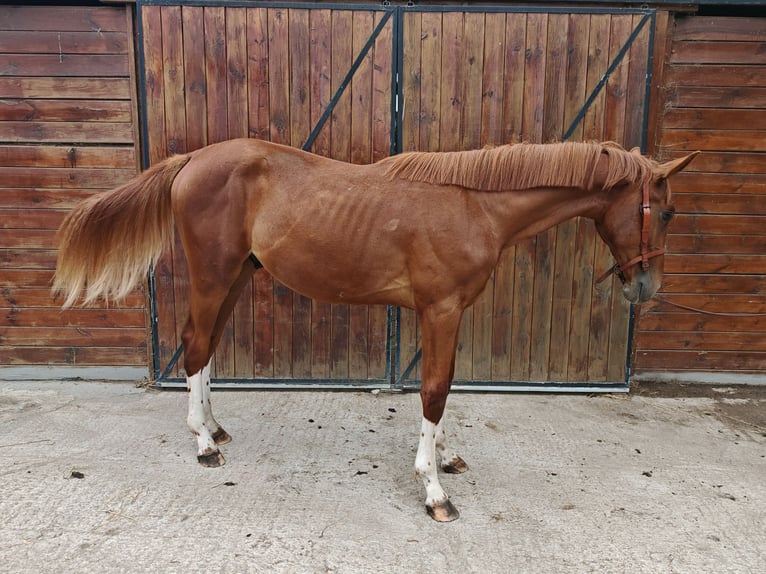 KWPN Stallion 1 year 15.1 hh  in Kaulille