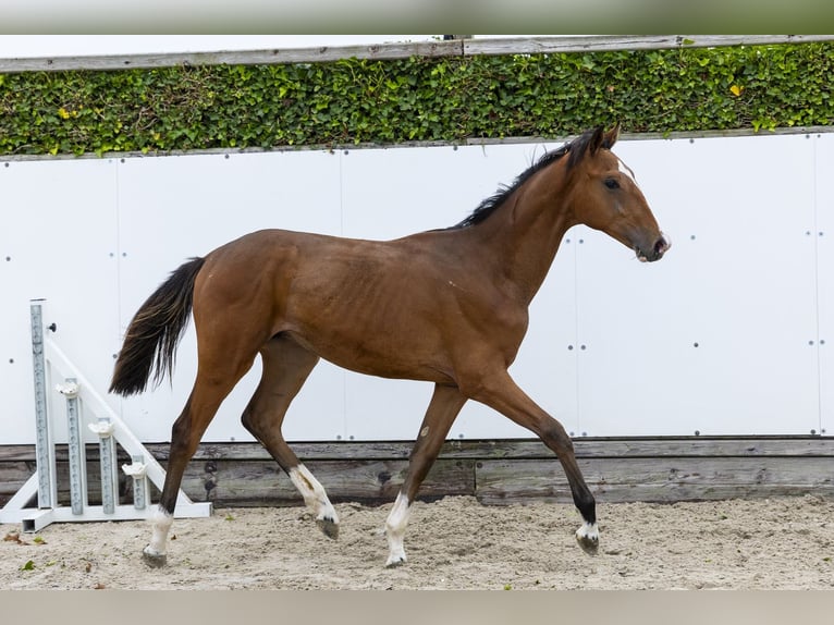KWPN Stallion 1 year 15.2 hh Brown in Waddinxveen
