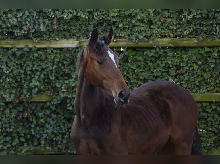 KWPN Stallion 1 year 15,1 hh Brown in Waddinxveen
