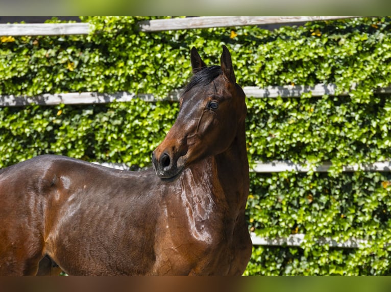 KWPN Stallion 1 year 15,1 hh in Waddinxveen
