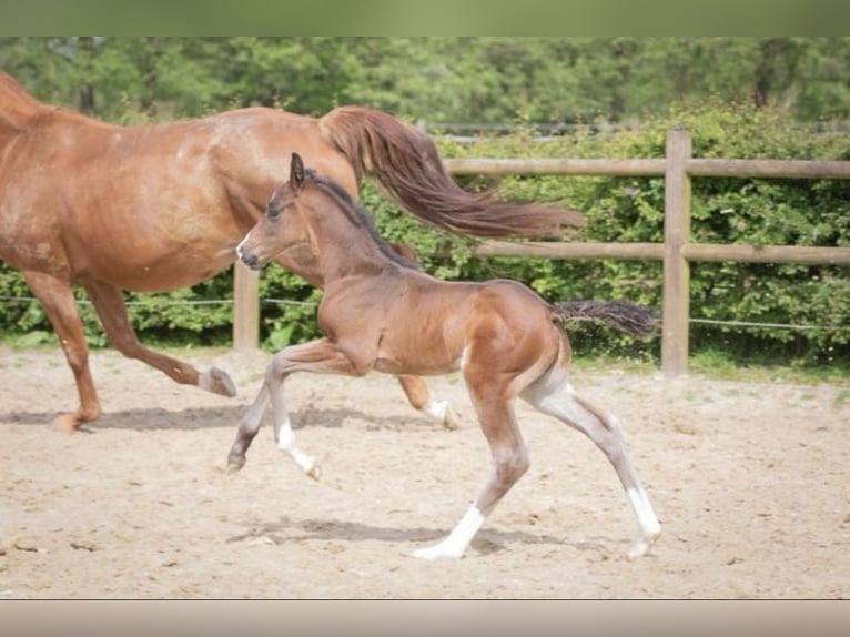 KWPN Stallion 1 year 16,1 hh Bay-Dark in Lutjegast