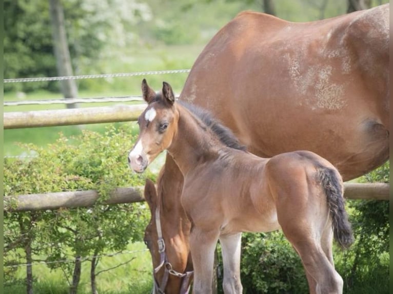 KWPN Stallion 1 year 16,1 hh Bay-Dark in Lutjegast