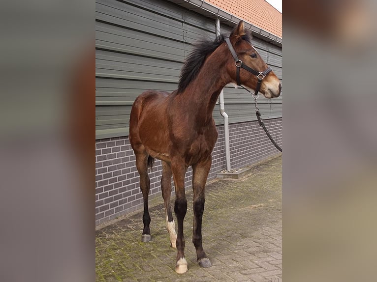 KWPN Stallion 1 year 16,1 hh Brown in Rijnsburg