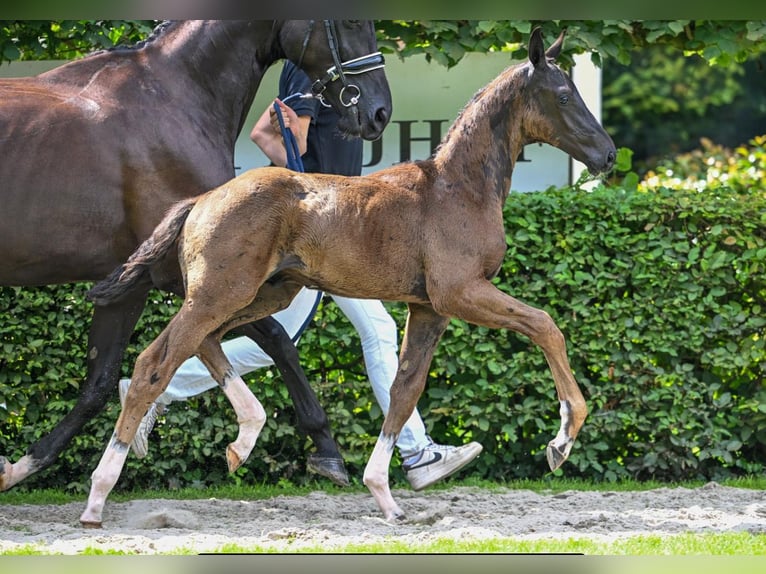 KWPN Stallion 1 year 16.2 hh Black in Ede