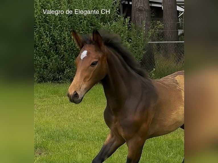 KWPN Stallion 1 year 16.2 hh Brown in Maasbree