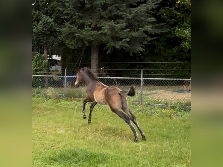 KWPN Stallion 1 year 16.2 hh Brown in Maasbree