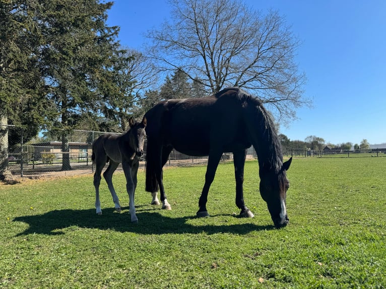 KWPN Stallion 1 year 16.2 hh  in Maasbree