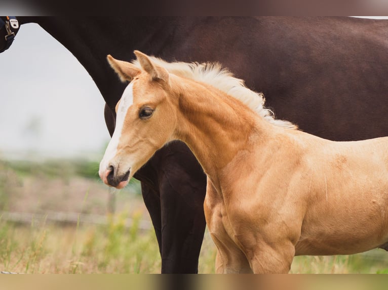 KWPN Stallion 1 year 16.2 hh Palomino in Klijndijk
