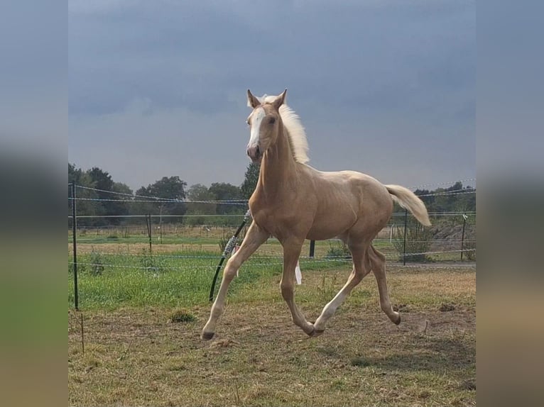 KWPN Stallion 1 year 16.2 hh Palomino in Klijndijk