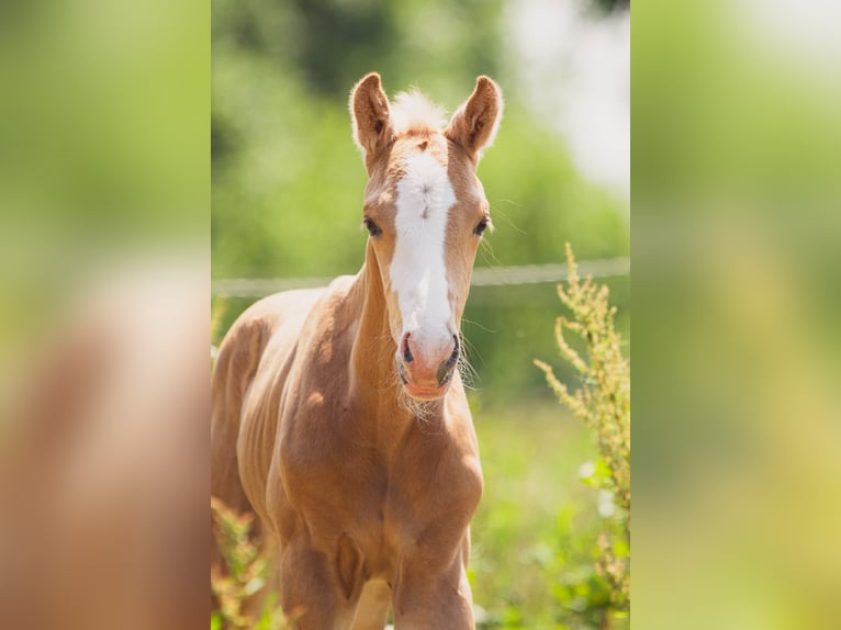 KWPN Stallion 1 year 16.2 hh Palomino in Klijndijk