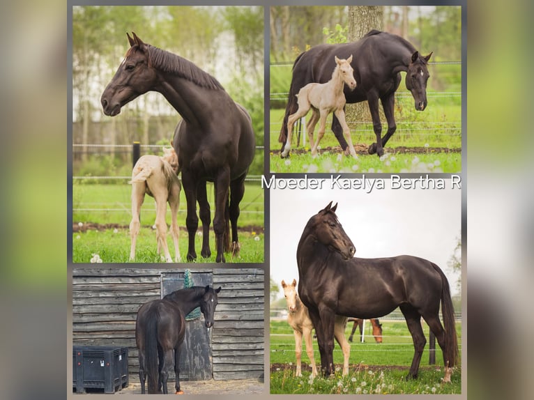 KWPN Stallion 1 year 16.2 hh Palomino in Klijndijk