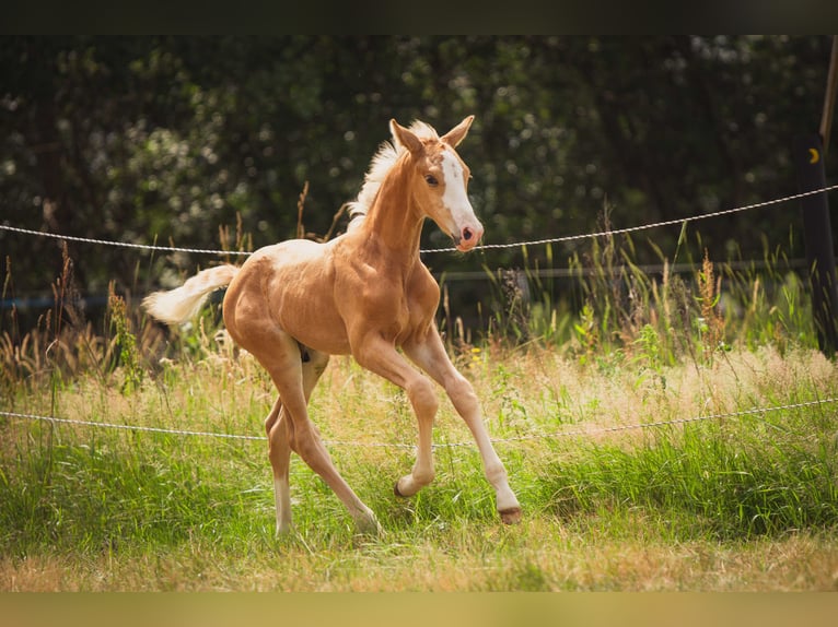KWPN Stallion 1 year 16.2 hh Palomino in Klijndijk