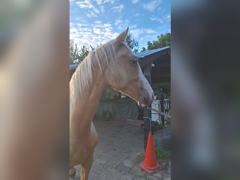 KWPN Stallion 1 year 16.2 hh Palomino in Klijndijk