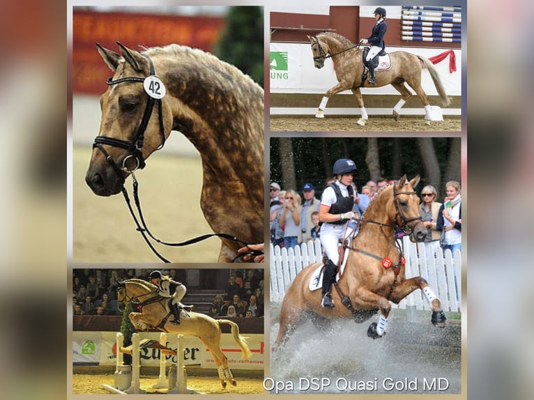 KWPN Stallion 1 year 16.2 hh Palomino in Klijndijk